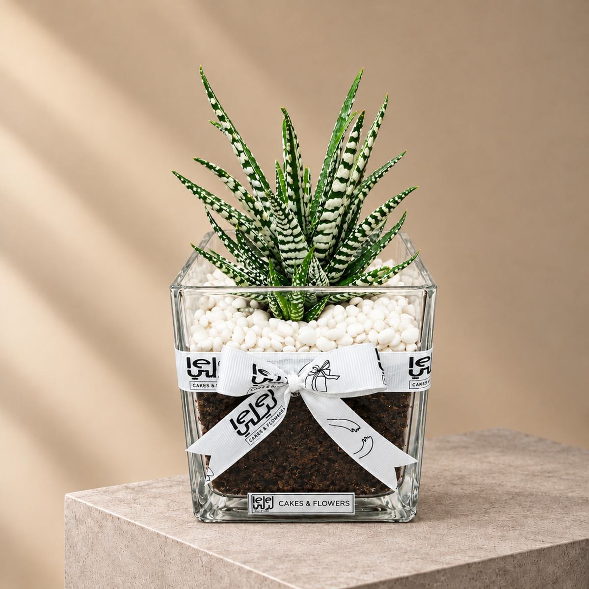 Cactus Plant in Glass Vase (2)