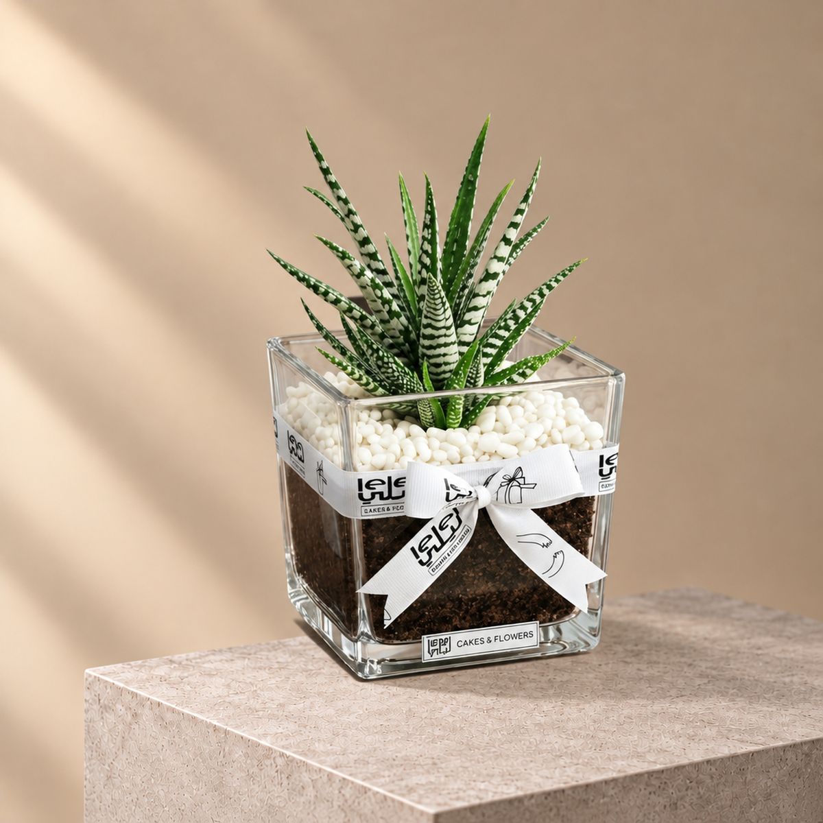 Cactus Plant in Glass Vase