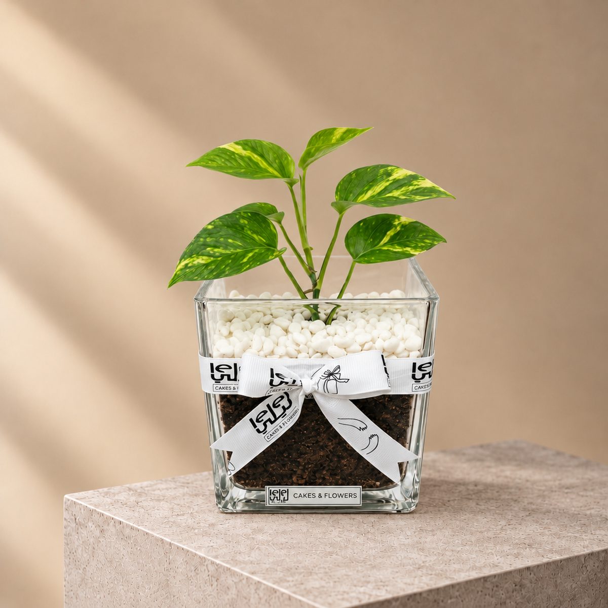 Pothos Plant in Square Glass Vase