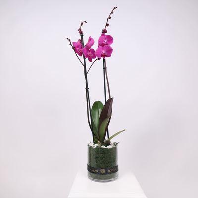 Purple Orchid Plant Vase